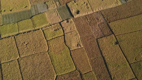 Cinematic-aerial-shot-of-ripe-rice-paddy-fields-ready-for-harvest,-Bangladesh