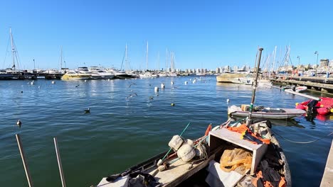 Möwen-Fliegen-über-Die-Wasseroberfläche,-über-Boote,-Yachten-Und-Den-Hafen-Von-Punta-Del-Este,-Uruguay