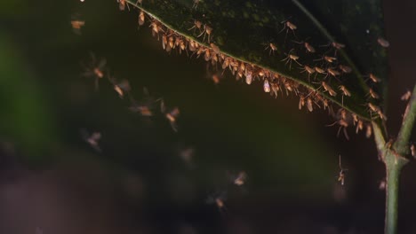 Lutzomyia-mosquitos-swarm-and-sit-on-underside-of-a-leaf-backlit,-Leishmaniasis-disease-is-caused-due-to-these-insects