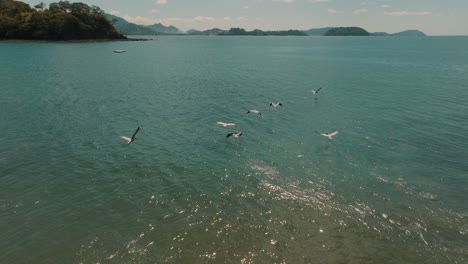 Seabirds-Flying-Over-The-Beach-In-Guanacaste,-Costa-Rica---aerial-drone-shot