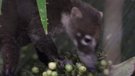 Adorable-White-nosed-Coati-eats-fruit-and-sniffs-berries-on-a-branch,-Coati-animal-face-close-up