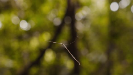 Whip-spider-motionless-in-the-web-suspended-by-the-strands-of-the-net