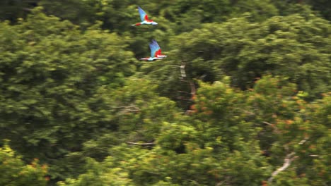 Tres-Guacamayos-Escarlatas-Volando-Sobre-El-Dosel-Del-Bosque-De-La-Selva-Amazónica-Peruana,-Jugando