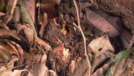 Rückverfolgungsaufnahme-Einer-Hühnerspinne,-Die-Zwischen-Getrockneten-Blättern-Auf-Dem-Peruanischen-Waldboden-Sitzt