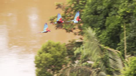 Three-Magnificent-Scarlet-Macaws-flying-over-the-forest-canopy-with-the-huge-water-body,-in-the-background