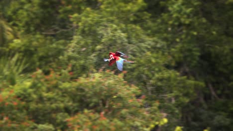 Verfolgen-Sie-Den-Flug-Von-Drei-Scharlachroten-Aras,-Die-Am-Frühen-Morgen-über-Den-Amazonas-Regenwald-Segeln,-Fliegende-Papageien-In-Zeitlupe