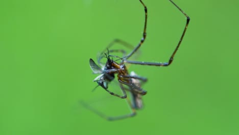 Macro-close-up-shot-of-colorful-spider-wrapping-mosquito-prey-for-later-use