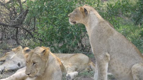 Gruppe-Von-Drei-Löwen,-Die-Sich-Im-Afrikanischen-Dschungel-Ausruhen-Und-Die-Brise-Genießen