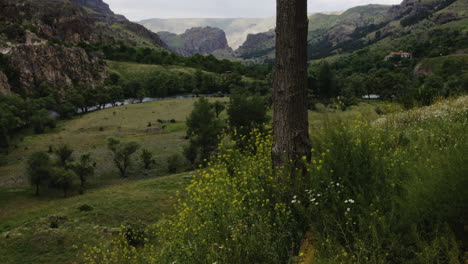 Tree-trunk-overlooking-river-gorge-valley-with-meadows-in-Georgia