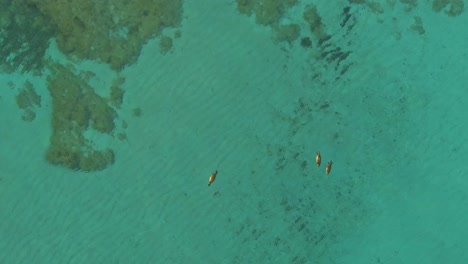 Grupo-De-Leones-Marinos-Nadando-En-Aguas-Poco-Profundas-De-Los-Arrecifes-Durante-La-Marea-Baja