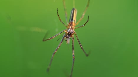 Makrovideo-Einer-Spinne,-Die-Mücken-Frisst,-Mit-Natürlichem-Grünem-Hintergrund