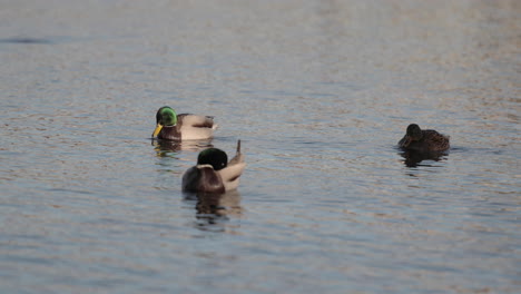 Wild-Mallard-Ducks-swimming,-enjoying-the-calm-water-at-sunset