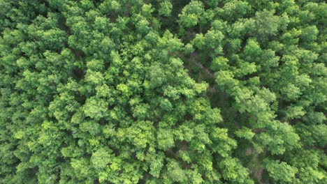 Aerial-Drone-Green-Pine-Forest