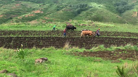 Agricultores-Africanos-Cultivan-Campos-De-Maíz-Verde-Con-Bueyes-Y-Arados-Manuales