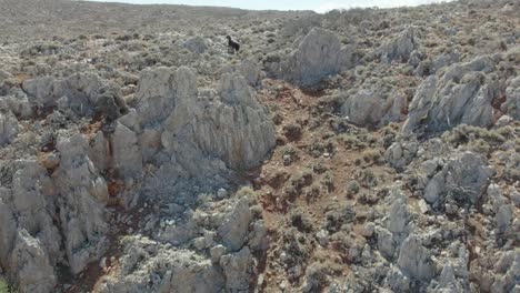 Escalada-De-Cabras-En-El-Acantilado-De-Las-Montañas-Rocosas-En-Chania,-Grecia