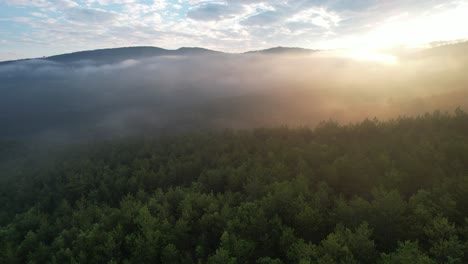 Aerial-Forest-In-Spring,-sunset-view-in-deep-forest,-great-mountain-range-woodland-view,-majestic-woodland,-lands-affected-by-the-climate-crisis