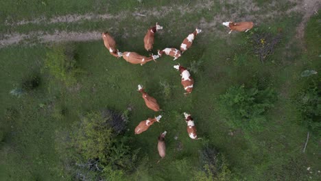Aerial-Herd-Animals,-drone-view-of-brown-herd-cows,-agriculture-and-livestock-in-the-highland,-cattle-grazing-together