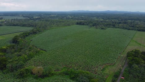 Aerial-drone-shot-of-a-banana-plantation