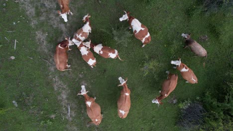 Rebaño-De-Vacas-Marrones-Dron-Aéreo