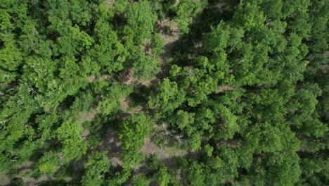 Luftaufnahme-Natürlicher-Grüner-Wald