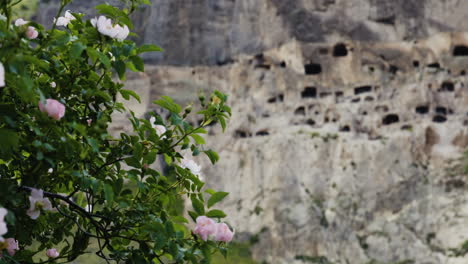 Historic-cave-monastery-site,-Blossom-in-Tree,-Vardzia,-Georgia,-Focus-Pull