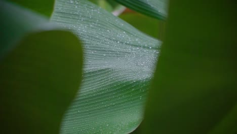 A-huge-leaf-of-a-banana-tree,-wet-because-of-the-morning-dew,-handheld-closeup-detail-shot