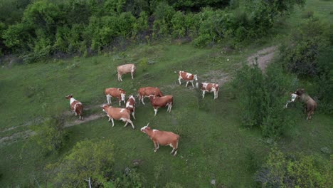 Aerial-Herd-Of-Cows,-drone-view-of-brown-herd-cows,-agriculture-and-livestock-in-the-highland,-cattle-grazing-together