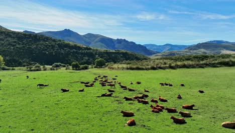 Milchvieh-Weidet-Mit-Wildpferden-In-Cubillas-De-Arbas,-Spanien