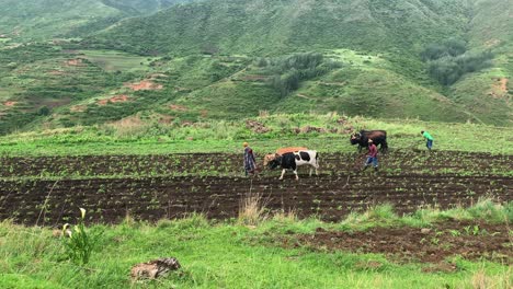 Agricultura-De-Baja-Tecnología:-Los-Agricultores-Africanos-Aran-El-Campo-Con-Equipos-De-Ganado