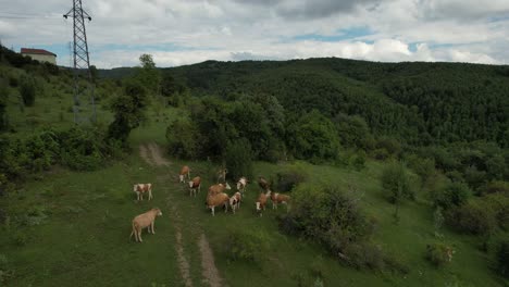 Aerial-Overhead-Grazing-Cows-View