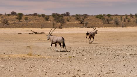 Zwei-Spießböcke-Laufen-über-Den-Trockenen-Boden-Der-Südafrikanischen-Savanne