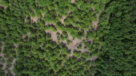 Reforestación-Aérea,-Vista-De-Drones-De-Tierras-Boscosas-Verdes,-Bosque-De-Pinos-Coníferos,-Bosques-Perennes-En-Invierno,-Crisis-Climática-Y-Huella-De-Carbono