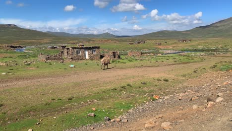Donkey-trailing-rope-at-picturesque-rural-farmhouse-in-Lesotho-Africa