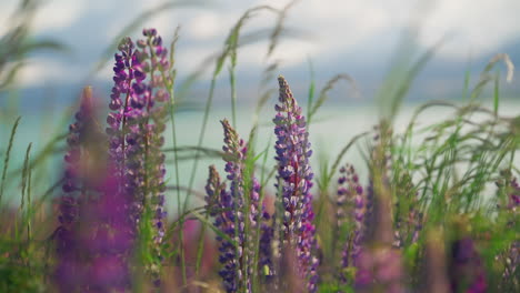 Stunning-purple-Lupine-flowers-moving-by-gentle-mountain-breeze,-slowmo