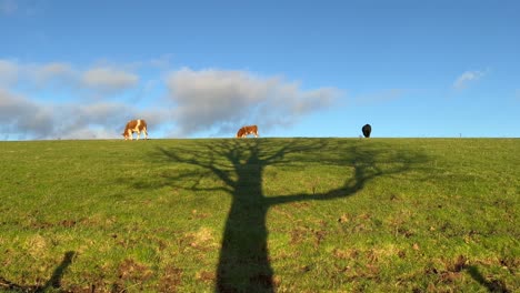 Three-4-calves-graze-grass-above-long-tree-shadow-in-golden-sunlight-field,-UK