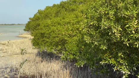 Nahaufnahme-Porträt-Malerische-Mangrovenwaldbäume-Mit-Grünen-Blättern-Frische-Natur-Klarer-Blauer-Himmel-Weiße-Wolken-Wind-Brise-Bewegen-Die-Zweige-Wurzeln-Im-Schlamm-Im-Meer-Strand-Arabisch