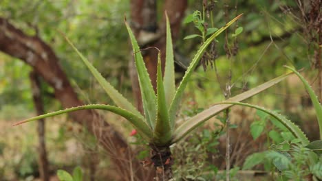 Aloe-Vera-Pflanze-Wächst-Draußen,-Nahaufnahme