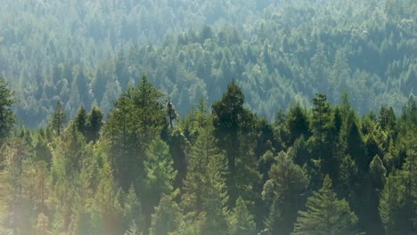 Tele-Drohnenaufnahme-Der-Baumgrenze-Nordkaliforniens-Mit-Immergrünen-Pflanzen-Soweit-Das-Auge-Reicht