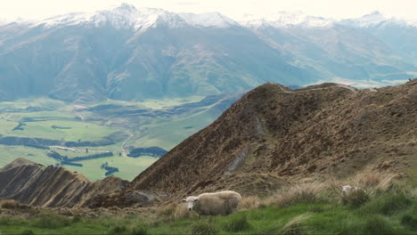 Ovejas-De-Nueva-Zelanda-Pastando-En-Hierba-Verde-Con-Vista-A-La-Montaña