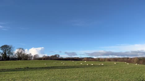 Rebaño-De-Ovejas-Descansar-Tumbado-Sobre-La-Hierba-Verde-Brillante-Clima-Soleado-En-Invierno-Escocia-Reino-Unido