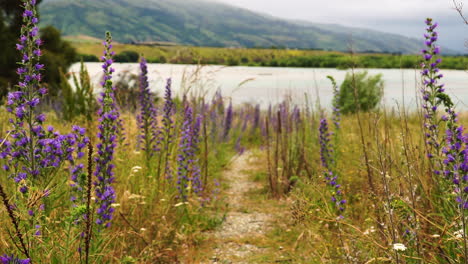 Beautiful-lavender-flower-growing-wild-near-New-Zealand-lake,-sunny-bright-day