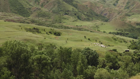 Nomadic-pastoralism-in-Georgia---herd-of-livestock-grazing-in-the-distance