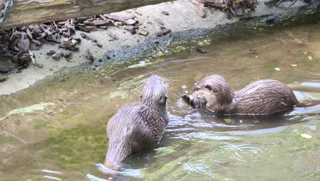 Couple-Otter-bathing-in-river-and-catching-fish,-close-up-slow-motion