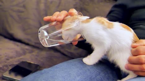 Male-Person-feeding-sweet-kitten-with-water-by-glass-at-home,close-up-shot---red-Haired-Cat-drinking-water-from-glass