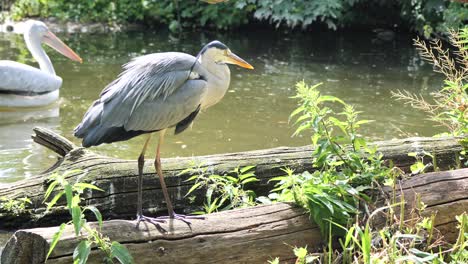 Grey-Heron-walking-on-wooden-trunk-above-pond-and-flying-away-in-slow-motion