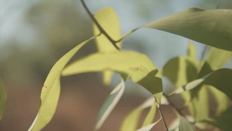 Eine-Nahaufnahme-Einer-Makroaufnahme,-Die-An-Einem-Heißen-Sommertag-In-Indien-Durch-Die-Leuchtend-Grünen-Blätter-Einer-Pflanze-Auf-Einem-Feld-Geht