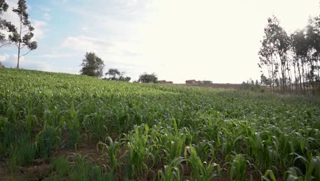 Agricultor-Peruano-Monitoreando-Cultivos-De-Mijo-Browntop-En-Yungay