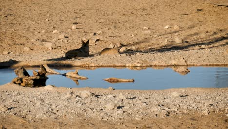 silhouette-of-jackal-resting-in-tree-shade-at-side-of-waterhole-in-south-africa