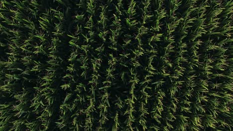 Wind-blowing-through-farm-crop-as-drone-twists-giving-a-cinematic-feel-of-harvest