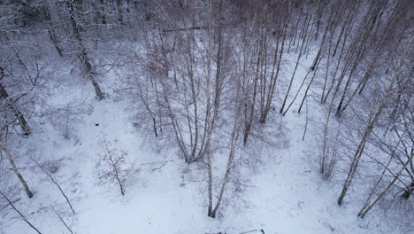 Leafless-birch-trees-in-a-small-forest-in-winter-aura-next-to-a-single-house---top-dwon-aerial-shot